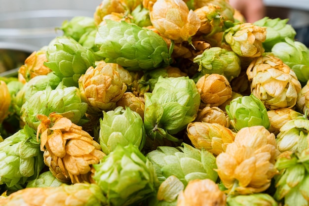 Cones de lúpulo verde e laranja para fazer cerveja e pão de perto