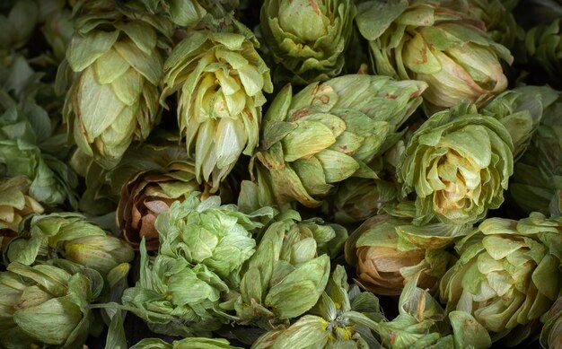 Foto cones de lúpulo verde fresco para fazer cerveja e pão closeup como pano de fundo