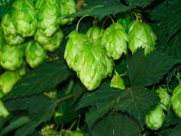 Cones de lúpulo verde fresco sobre fundo de folhagem verde para fazer cerveja e pão closeup agrícola