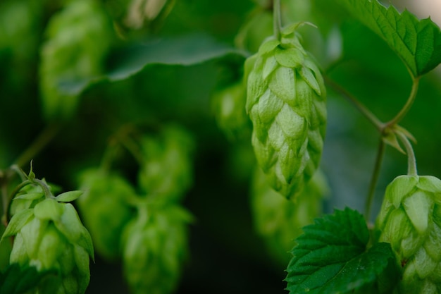 Cones de lúpulo verde na plantação em raios de luz solar com profundidade de campo rasa Ingrediente para cervejaria Oktoberfest background Espaço para cópia