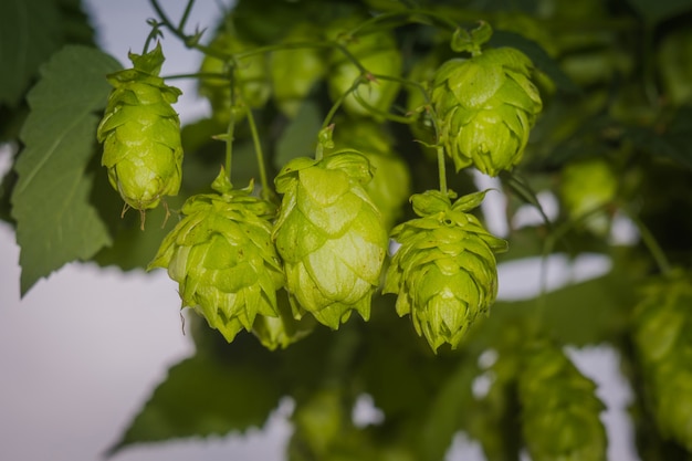 Cones de lúpulo verde