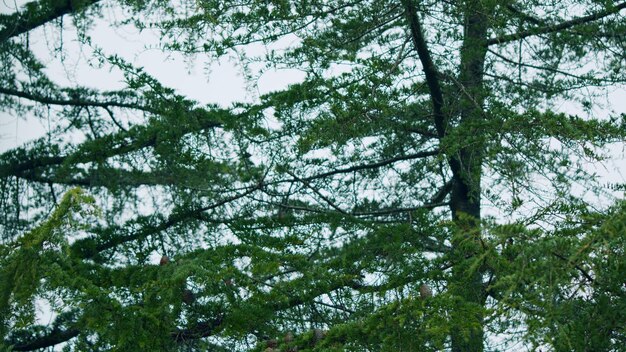Cones de pinheiro em um ramo de pinheiro durante uma chuva de primavera ramos de pinheiro de abeto sob chuva estática