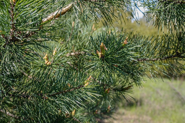 Foto cones de pinheiro escocês longo e esbelto estes cones pertencem à árvore pinus sylvestris eles são apreciados por remédios naturais e tosse calmante