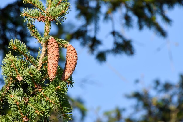 Cones em um close de abeto verde.