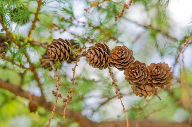 Cones em um galho de pinheiro no outono.