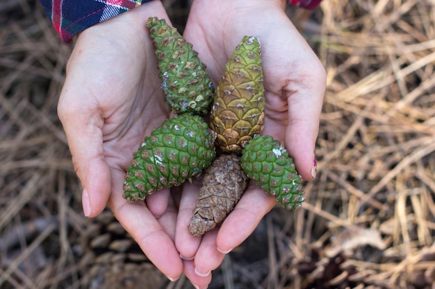 Cones em uma floresta de coníferas nas mãos andam na floresta