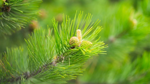 Cones jovens em um pinheiro Conceito de meio ambiente Imagem com foco seletivo