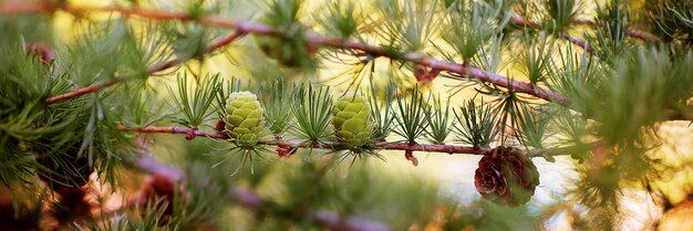 Cones verdes e marrons em um galho de pinheiro em uma árvore no fundo ensolarado