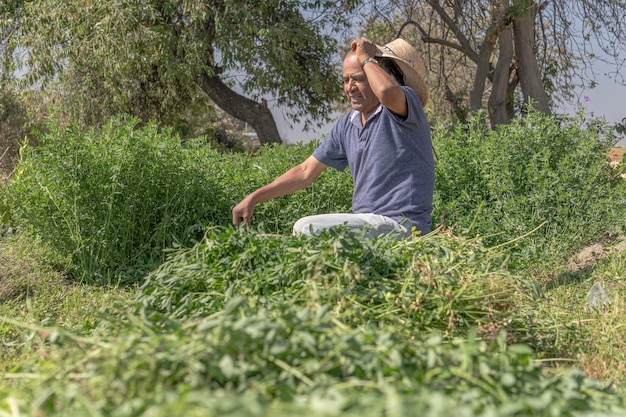 La conexión con la naturaleza Agricultor mexicano en el campo de alfalfa