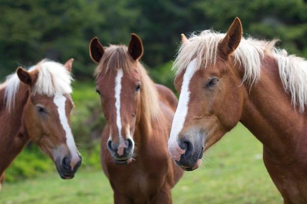 Conferencia de caballo divertido en prado soleado. Tiro cercano de tres caballos castaños con rayas blancas y cabezas de melena larga muy juntas en el fondo de árboles verdes borrosos. Concepto de inteligencia y lealtad.