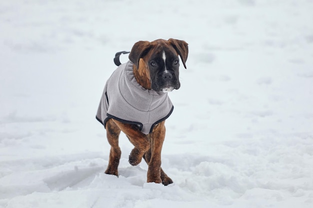 Foto congelación de un joven cachorro de color tigre envuelto en una manta de escena invernal en la calle