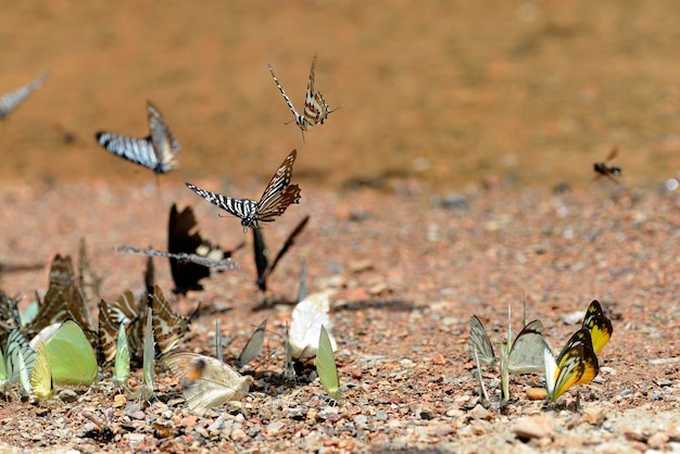 Congelación de mariposas voladoras sobre una manada de mariposas