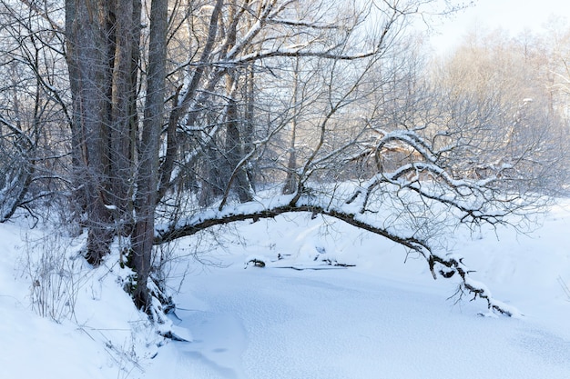 Congelado en invierno, el río, la superficie del río y los árboles están cubiertos de nieve.