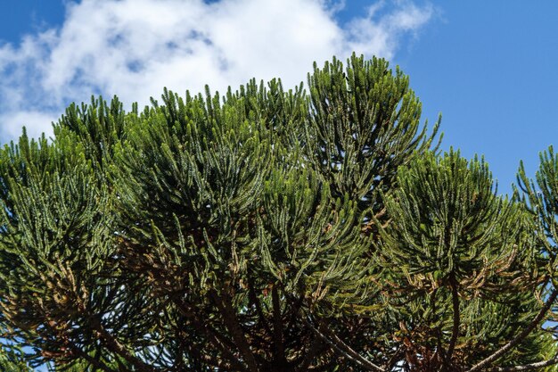 conhecida como araucaria ao ar livre no Rio de Janeiro, Brasil