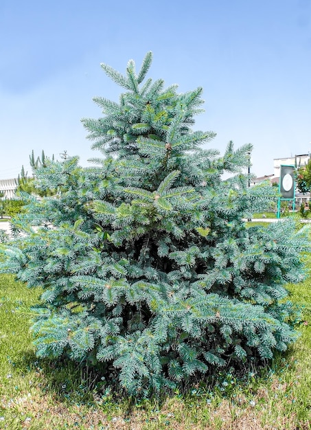 Conifer en el parque en verano