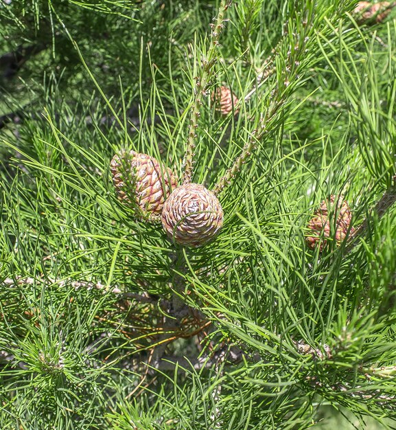 Foto conifer en el parque en verano