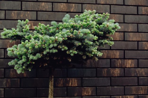 Conífera em um fundo de uma parede de tijolo marrom, fundo de folha natural. árvore verde na textura da parede