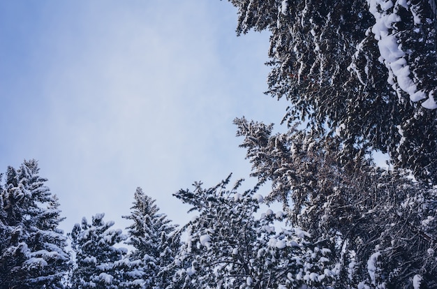 Coníferas cobertas de neve contra o céu.