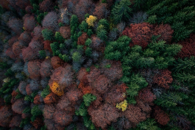 Coníferas coloridas en otoño fotografiadas desde arriba