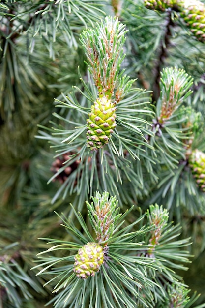 Foto coníferas hembra piñas y agujas en ramas de pino