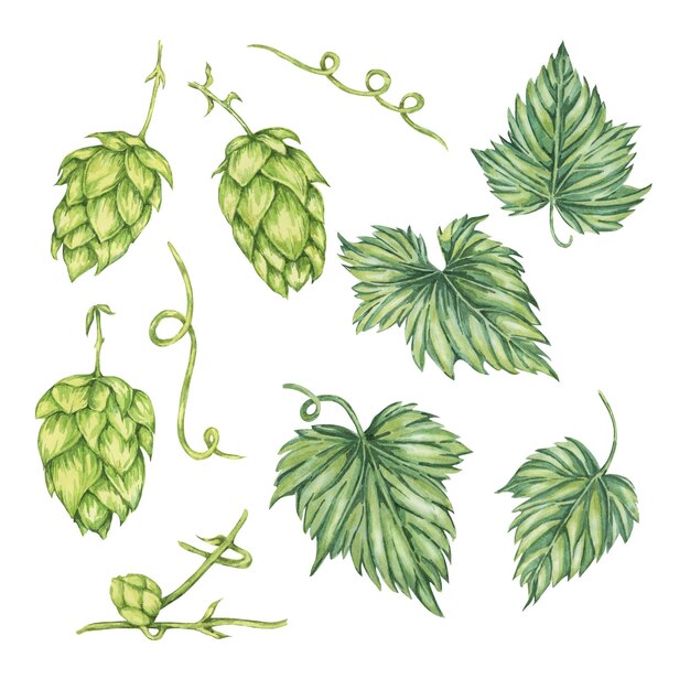 Conios y hojas de lúpulo Ilustración en acuarela Elements de diseño de humulus lupulus verde para cervecería Clipart de plantas de lúpulos para carteles de etiqueta Menú