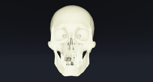 Conjunto 3D de crânios humanos isolados em renderização 3d de fundo preto