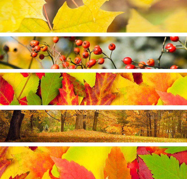 Foto conjunto de 5 pancartas de otoño diferentes