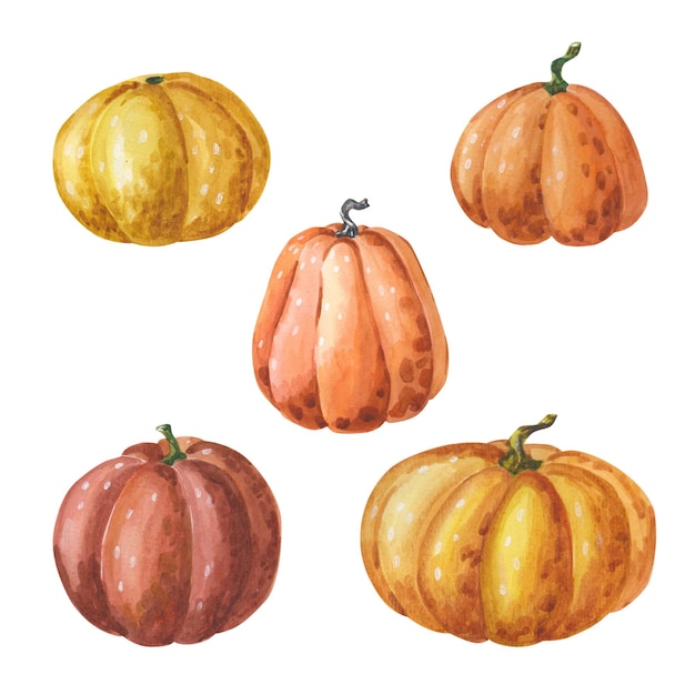 Conjunto de acuarela de calabaza calabaza Ilustración de acuarela