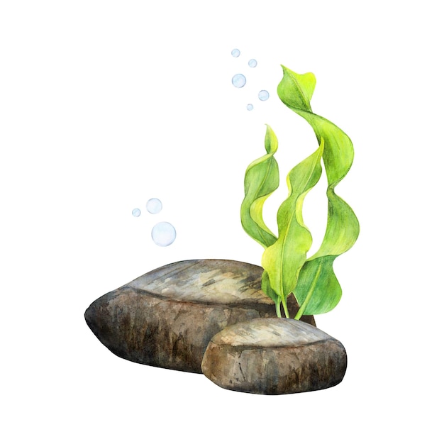Conjunto de acuarela dibujada de algas de cinta piedra inferior y burbujas sobre fondo blanco Imagen submarina para fondo de logotipo de pegatinas de ilustración