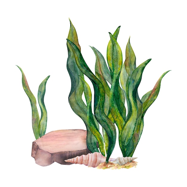 Conjunto de acuarela dibujada de conchas de cono de piedra inferior de algas de cinta sobre fondo blanco Imagen submarina para fondo de logotipo de pegatinas de ilustración