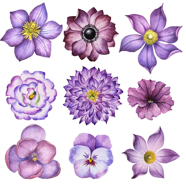Foto conjunto de acuarela de flores de color púrpura elementos florales dibujados a mano ilustración aislados en blanco