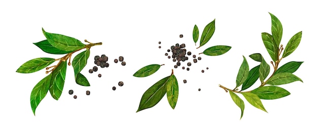 Foto conjunto de acuarela hoja de laurel y pimienta negra ilustración dibujada a mano botánica