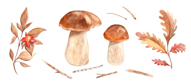 Conjunto de acuarela de otoño champiñones porcini ramas hojas de roble y ramitas agujas aisladas en blanco