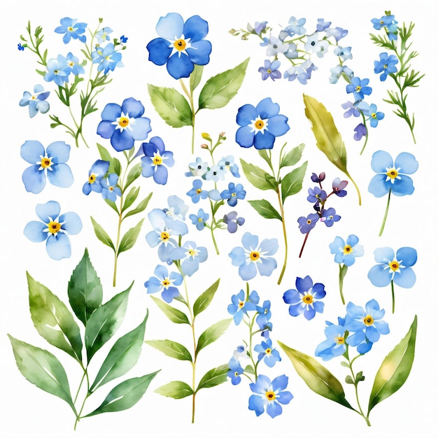 Conjunto de acuarelas del clipart de los elementos de flores no me olvides azul