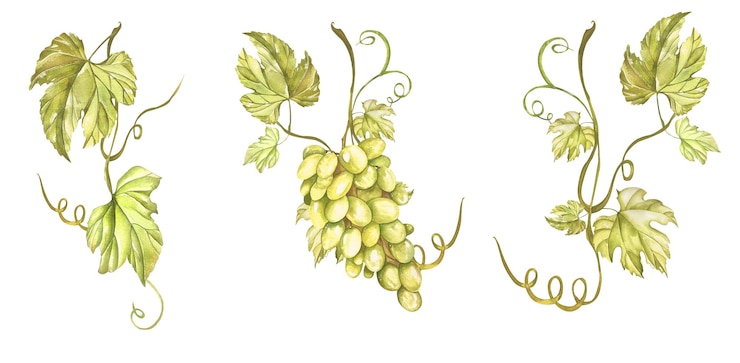 Foto conjunto de acuarelas elementos de uvas amarillas jugosas vid con hojas ramas racimos para menús recetas vinos y jugos etiquetas tarjetas de visita postales invitaciones