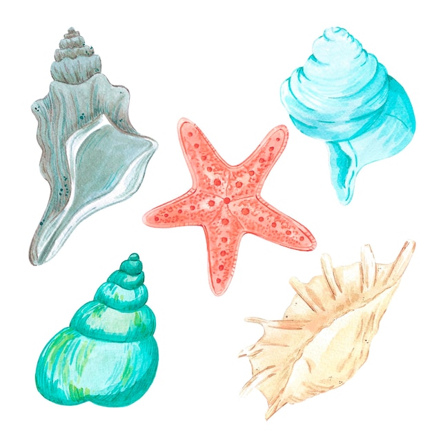 Conjunto de acuarelas a mano de conchas y estrellas de mar Ilustración aislada sobre fondo blanco Se puede usar para tarjetas, etiquetas, álbumes de recortes y otros productos impresos