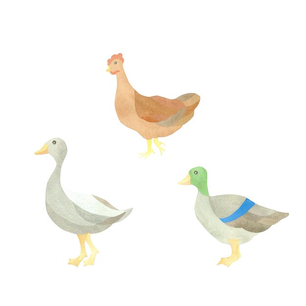 Conjunto de acuarelas con personajes aislados de aves de corral, patos, gansos y pollo Ilustración en blanco