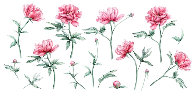 Conjunto de acuarelas de suculentas flores de peonía rosadas en plena floración ilustración dibujada a mano hermosa