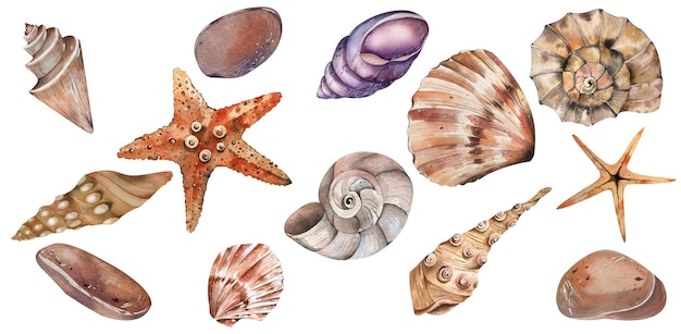 Conjunto de acuarelas con tema marino conchas estrellas de mar elemento para postales carteles volantes logotipos de agencias de viajes accesorios de playa lista de viajes papelería textiles