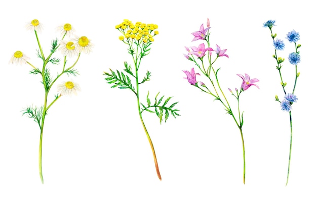 Conjunto amarillo y púrpura de campo de flores silvestres del prado campana manzanilla achicoria y tanaceto dibujado a mano Acuarela floral natural ilustración de plantas delicadas aisladas sobre fondo blanco