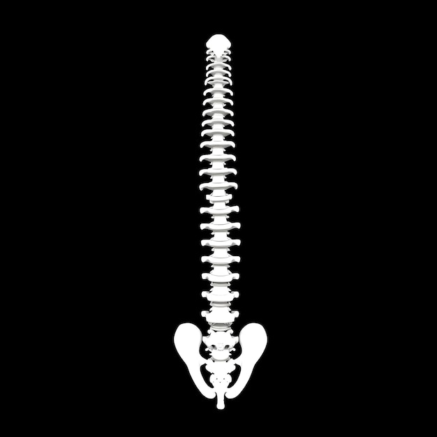 Conjunto de anatomía de la estructura de la columna vertebral con aislados