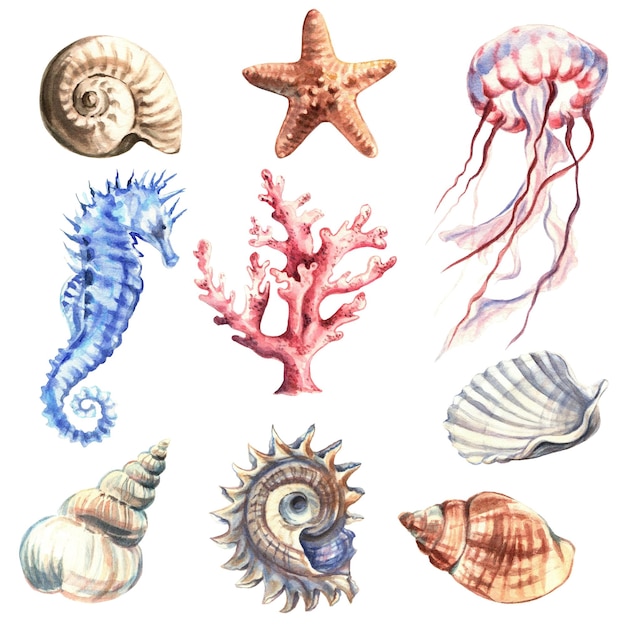 Foto conjunto de animales marinos y conchas aisladas acuarela clip art para camisetas souvenirs postales pegatinas
