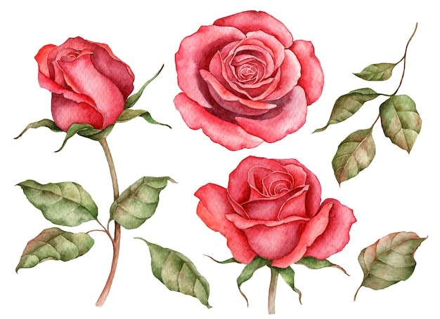 Conjunto aquarela de rosas vermelhas isoladas em branco