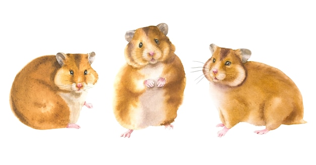 Conjunto aquarela desenhado à mão de hamsters realistas