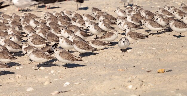 Foto conjunto de aves pluvialis squatarola de vientre negro en las arenas blancas del paso de las almejas