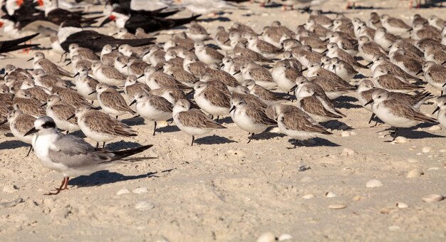 Foto conjunto de aves pluvialis squatarola de vientre negro en las arenas blancas del paso de las almejas