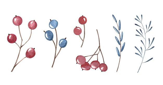 Conjunto botânico aquarela Bagas vermelhas e azuis Folhas verdes de coníferas Desenho manual