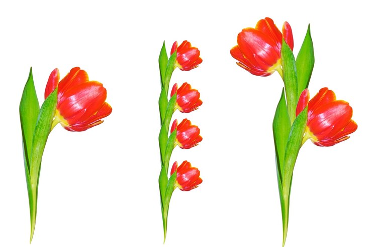 Foto conjunto bouquet cartão de saudação flores de primavera tulipas isoladas em fundo branco coleção floral
