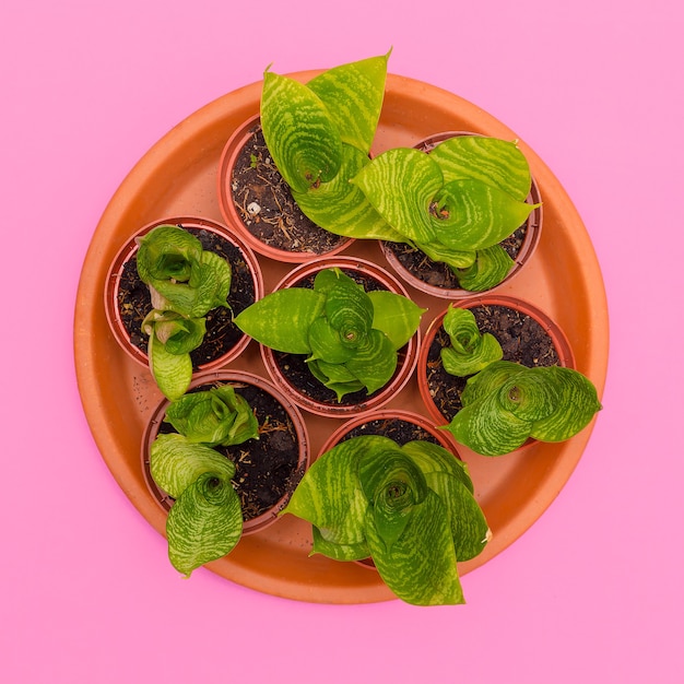 Conjunto de cactus en macetas sobre un fondo rosa. Plantas en concepto rosa.