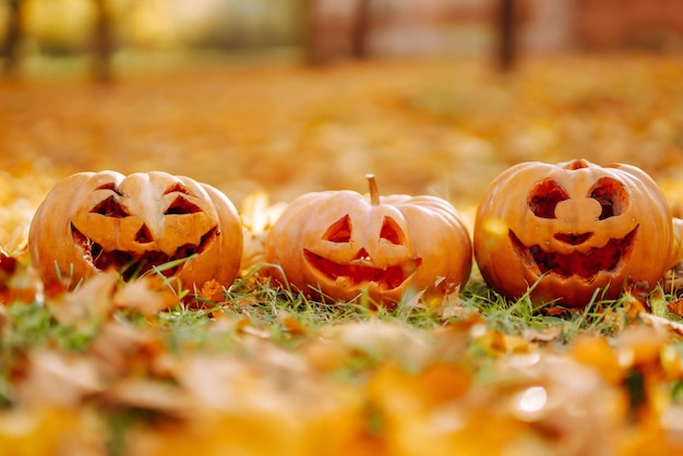 Conjunto de calabazas siniestras tiradas en el césped con hojas caídas Calabazas talladas para la celebración de Halloween